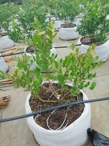 팜모닝 블루베리·병해충상담 게시글 이미지