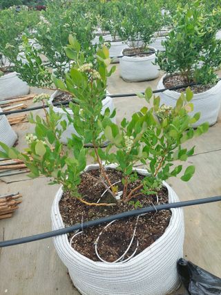 김경자님의 블루베리 · 병해충상담 작성글 사진