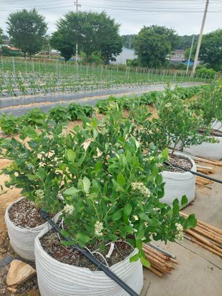 김경자님의 블루베리 · 병해충상담 작성글 사진