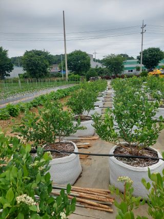 김경자님의 블루베리 · 병해충상담 작성글 사진