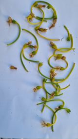 팜모닝 고추·병해충상담 게시글 이미지