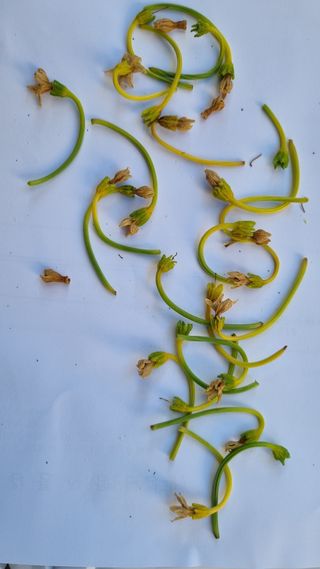 이상균님의 고추 · 병해충상담 작성글 사진