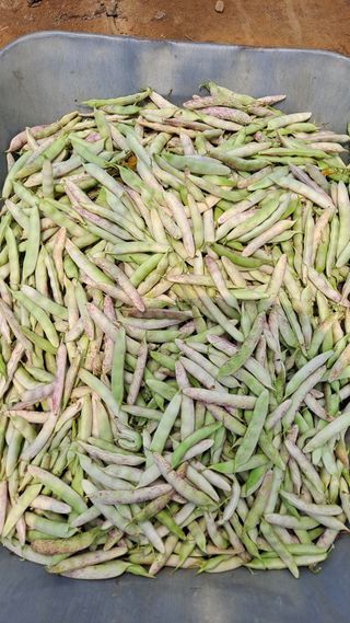 고추랑넝쿨강낭콩님의 자유주제 · 자유게시판 작성글 사진