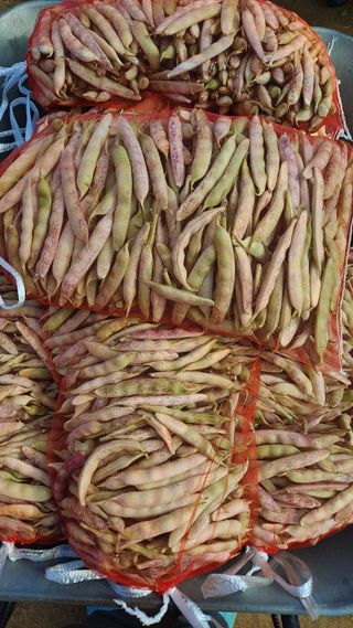 고추랑넝쿨강낭콩님의 자유주제 · 자유게시판 작성글 사진