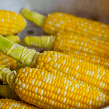 제주대정 방점순님의 장터 판매 상품 [제주의 달달 초당옥수수] 첨부 사진
