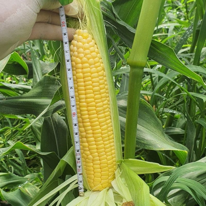 제주대정 방점순님의 장터 판매 상품 [제주의 달달 초당옥수수] 첨부 사진