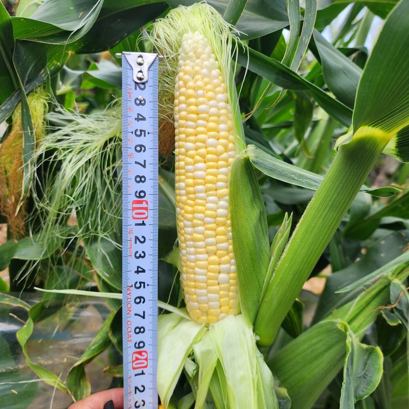 제주대정 방점순님의 장터 판매 상품 [제주의 달달 초당옥수수] 첨부 사진