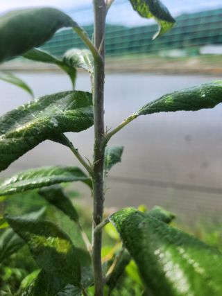 자두농장님의 자두·자유게시판 작성글 사진