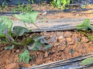 가인 5362님의 6월 농사계획🧑🏻‍🌾 · 참여글 작성글 사진