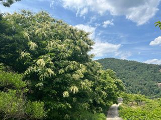 치유숲모이라양재순님의 자유주제 · 자유게시판 작성글 사진