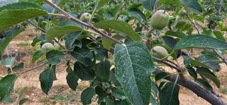 염인수님의 사과 · 영농일지 작성글 사진