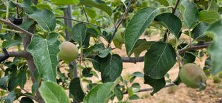 염인수님의 사과 · 영농일지 작성글 사진