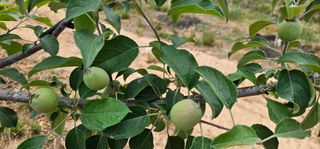 염인수님의 사과 · 영농일지 작성글 사진