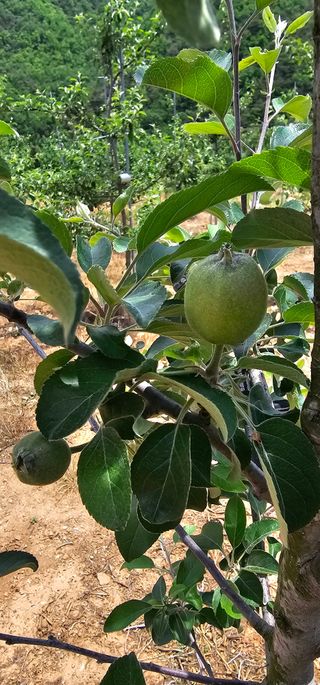 염인수님의 사과 · 영농일지 작성글 사진