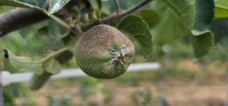 염인수님의 사과 · 영농일지 작성글 사진