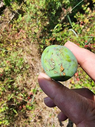 만파식적님의 농사, 무엇이든 물어보세요! · 참여글 작성글 사진