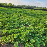 팜모닝 자유주제·자유게시판 게시글 이미지