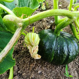 제주삼둥이네님의 자유주제 · 자유게시판 작성글 사진