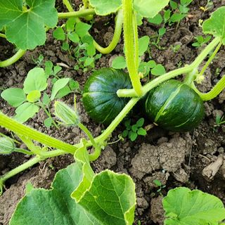 제주삼둥이네님의 자유주제 · 자유게시판 작성글 사진