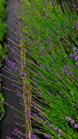 요리하는 농부님의 자유주제 · 사진전 작성글 사진