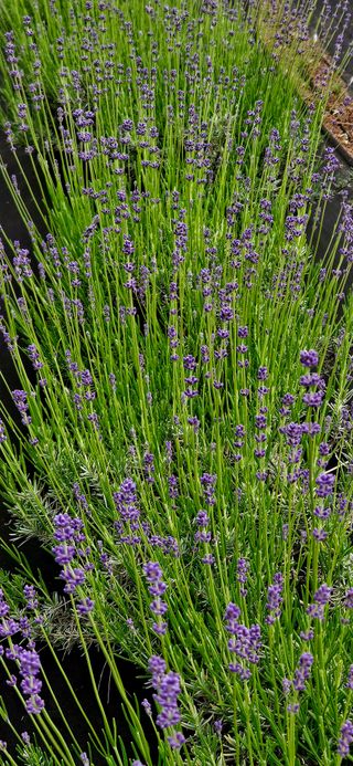 요리하는 농부님의 자유주제 · 사진전 작성글 사진