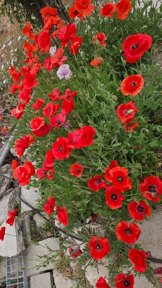 요리하는 농부님의 자유주제 · 사진전 작성글 사진