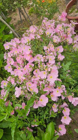 요리하는 농부님의 자유주제 · 사진전 작성글 사진