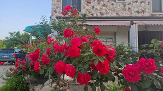 요리하는 농부님의 자유주제 · 사진전 작성글 사진