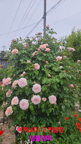 요리하는 농부님의 자유주제 · 사진전 작성글 사진