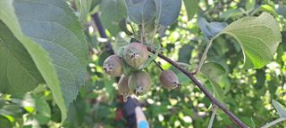 박희윤님의 사과 · 영농일지 작성글 사진