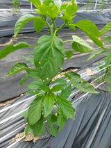 팜모닝 고추·영농일지 게시글 이미지