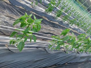 지금은 공돌이님의 고추 · 영농일지 작성글 사진