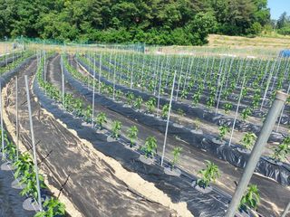 지금은 공돌이님의 고추 · 영농일지 작성글 사진