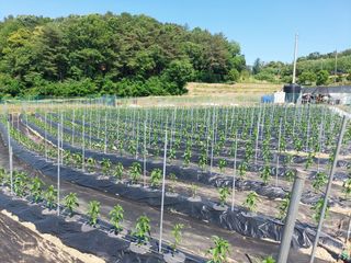 지금은 공돌이님의 고추 · 영농일지 작성글 사진