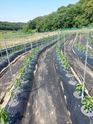 지금은 공돌이님의 고추 · 영농일지 작성글 사진