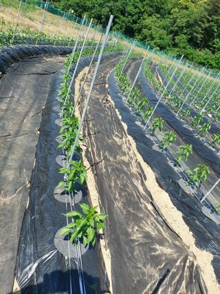 지금은 공돌이님의 고추 · 영농일지 작성글 사진