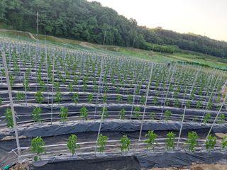 지금은 공돌이님의 고추 · 영농일지 작성글 사진