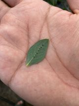 팜모닝 블루베리·병해충상담 게시글 이미지