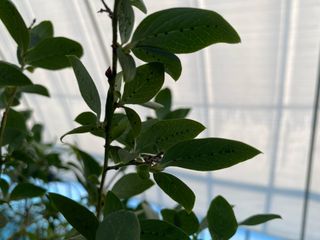 님의 블루베리 · 병해충상담 작성글 사진