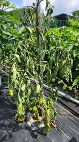 팜모닝 농사, 무엇이든 물어보세요!·참여글 게시글 이미지