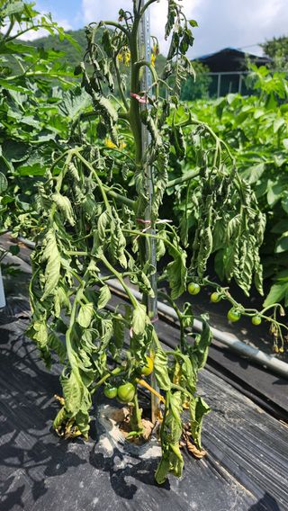 이상보님의 농사, 무엇이든 물어보세요! · 참여글 작성글 사진