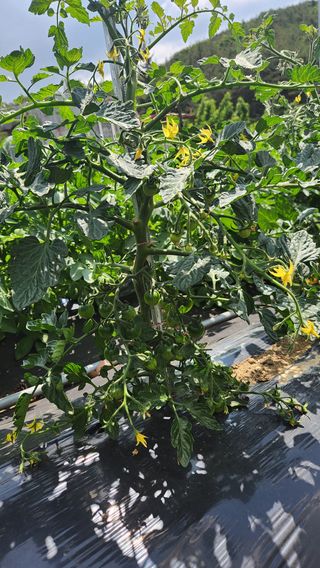 이상보님의 농사, 무엇이든 물어보세요! · 참여글 작성글 사진