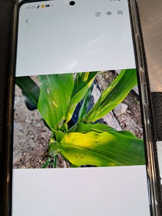 매운국수님의 옥수수 · 병해충상담 작성글 사진