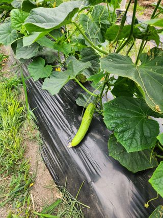 충골님의 농사, 무엇이든 물어보세요! · 참여글 작성글 사진