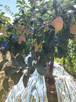 저는 홍로수확마무리님의 팜모닝 · 출석 작성글 사진