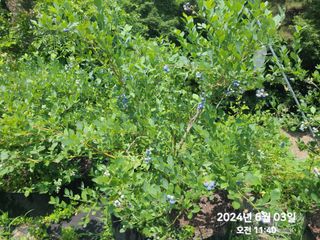 동우농장(김대욱)님의 자유주제 · 자유게시판 작성글 사진