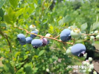 동우농장(김대욱)님의 자유주제 · 자유게시판 작성글 사진