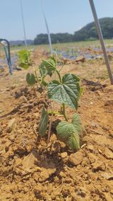 팜모닝 자유주제·사진전 게시글 이미지