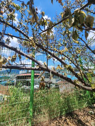 이지철님의 매실 · 병해충상담 작성글 사진