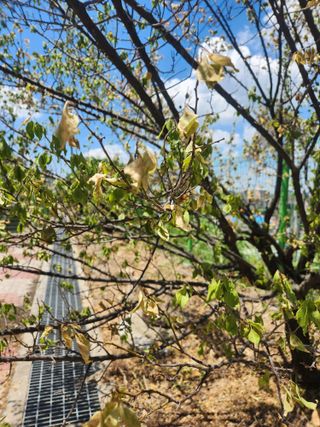 이지철님의 매실 · 병해충상담 작성글 사진